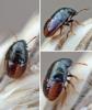 Neottiglossa sp.